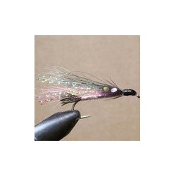 Little Rainbow Trout