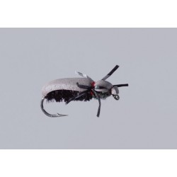 Black June Bug Beetle