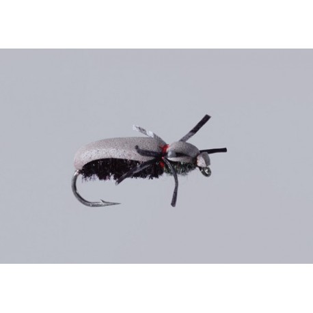 Black June Bug Beetle