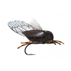 Burkholders Burkada Cicada