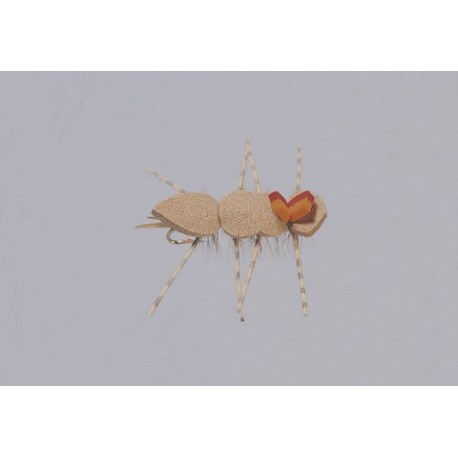 Cfo Chernobyl Ant