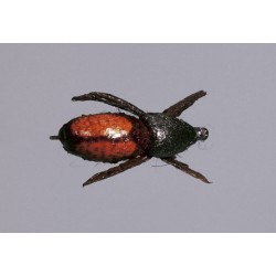 Furimskys Japanese Beetle