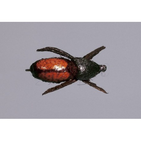 Furimskys Japanese Beetle