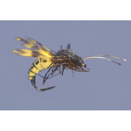 Kuchelmeisters Bee Wasp