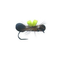 Oswald's Black Para Ant