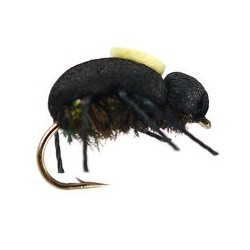 Peacock Beetle