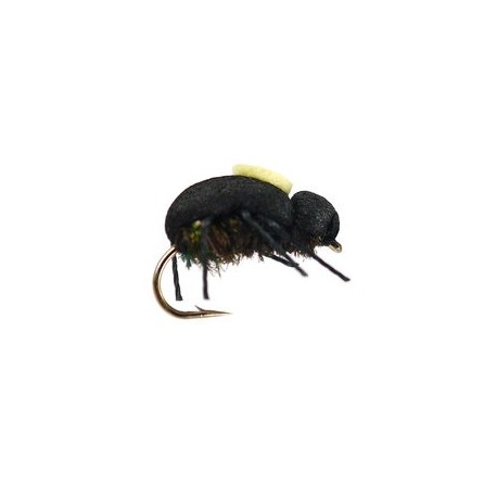 Peacock Beetle