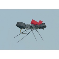 Rainys Black Carpenter Ant