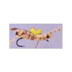 Rainys Gorilla Cicada