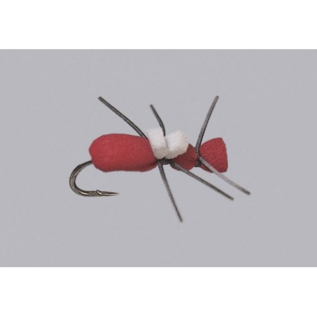 Rainys Red Ant