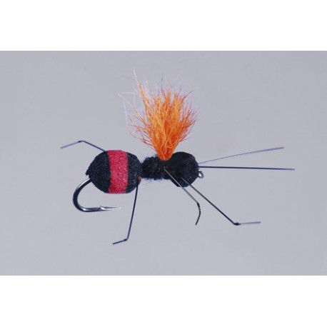 Rainys Red Butt Carpenter Ant