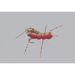 Rainys Red Gorilla Hopper