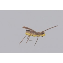 Rainys Yellow Gorilla Hopper