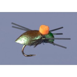 Whitlock's Bright Spot Beetle