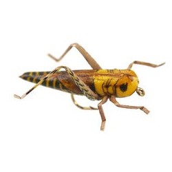 X True Hopper Yellow Brown