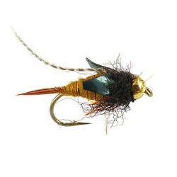 Thurmans Zaddis Amber