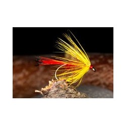 Hamelsshellbackspider