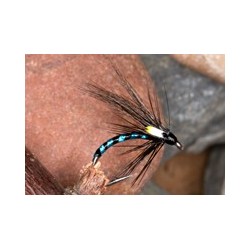 Irish Cormorant Aqua