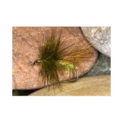 Sparkle Sedge Adult