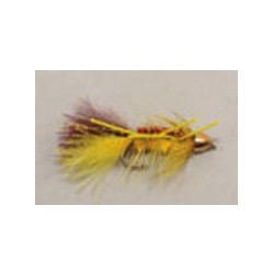 Ch Improved Splendor