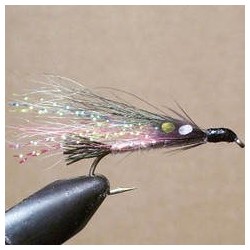 Little Rainbow Trout