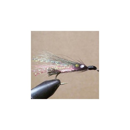 Little Rainbow Trout