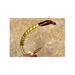Olive Turkey Biot Buzzer