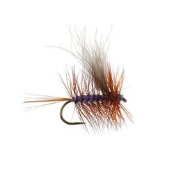 CDC Attila Killer Ak Purple