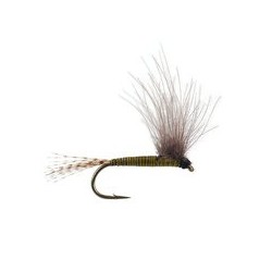 CDC Bwo Olive