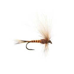 CDC Drift Dun (Olive Upright) Brown Yellowish