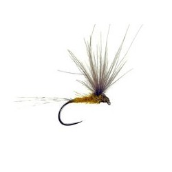 CDC Italian Splitwing Golden Olive Bl