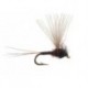 CDC Mini Biot Comparadun Brown