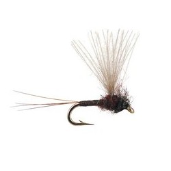 CDC Mini Biot Comparadun Brown