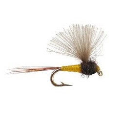 CDC Mini Biot Comparadun Female