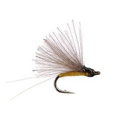 CDC Mini Biot Comparadun Yellow