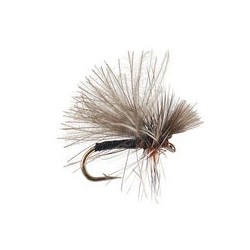 CDC Mini Black Sedge