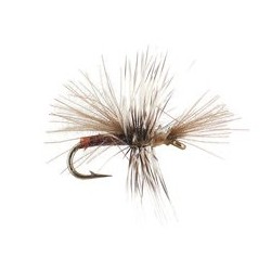 CDC Mini Claret Sedge