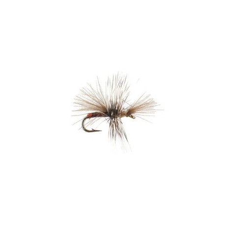 CDC Mini Claret Sedge