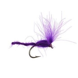 CDC Nyakinama Violet