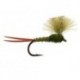 CDC Olive Baetis