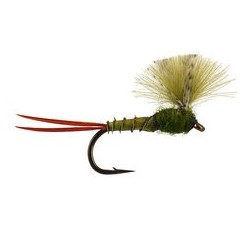 CDC Olive Baetis