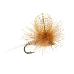 CDC Para Wulff Cahill