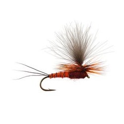 CDC Para Wulff Royal