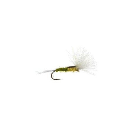 CDC Split Wing Bwo