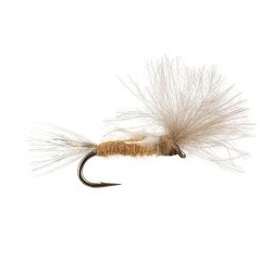 CDC Transition Dun Tan