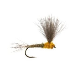 CDC Upright Yellow May