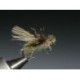 Trojan Caddis