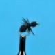 Black Ant