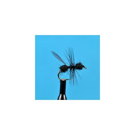 Black Flying Ant
