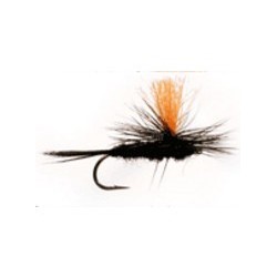 Black Gnat Orange